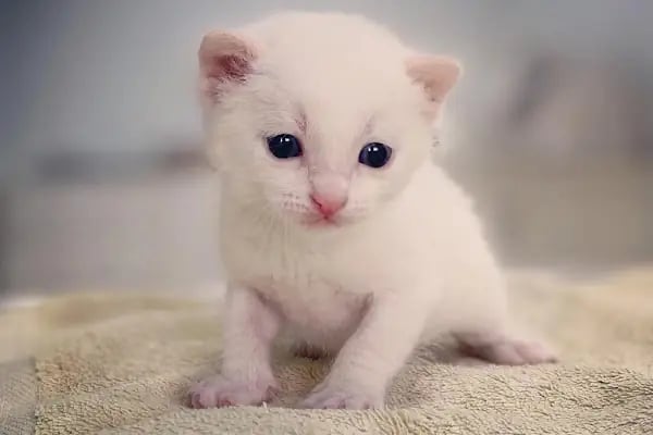 Vet Time Veteriner Kliniği - Resim 17