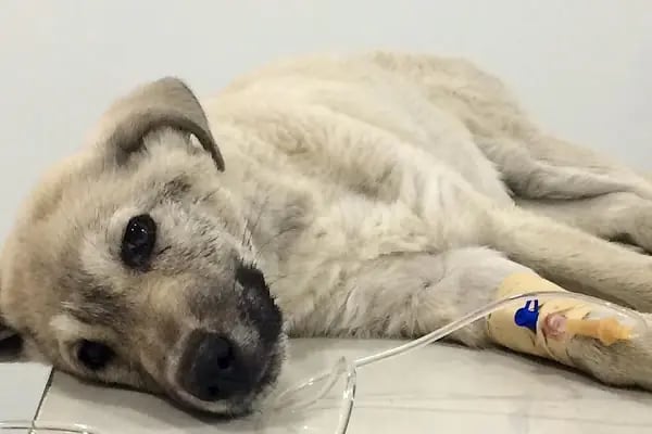 Vet Time Veteriner Kliniği - Resim 14