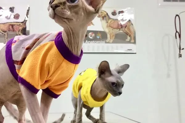 Vet Time Veteriner Kliniği - Resim 16
