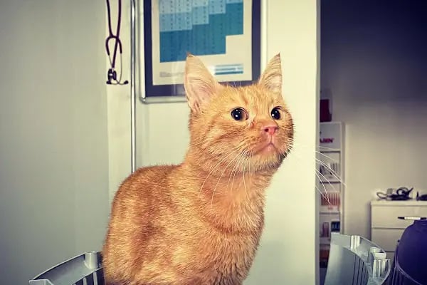 Vet Time Veteriner Kliniği - Resim 2