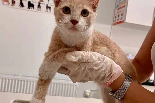 Vet Time Veteriner Kliniği - Resim 5