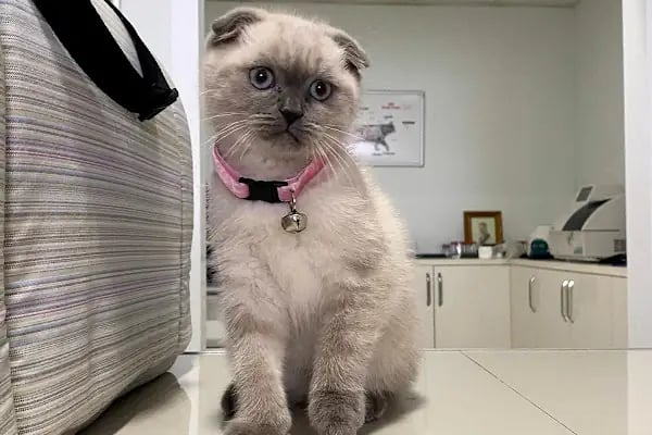 Vet Time Veteriner Kliniği - Resim 6
