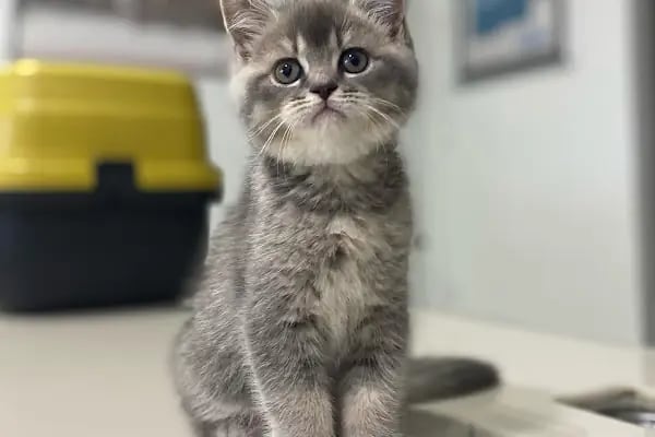Vet Time Veteriner Kliniği - Resim 12
