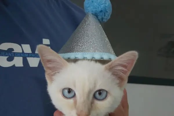 ALVİN 7/24 kedi-köpek ,kuş ve egzotik veteriner kliniği - Resim 17