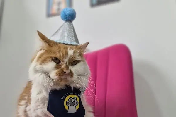 ALVİN 7/24 kedi-köpek ,kuş ve egzotik veteriner kliniği - Resim 18