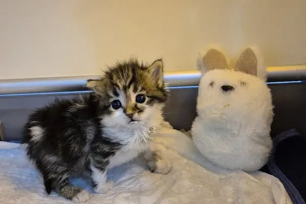 ALVİN 7/24 kedi-köpek ,kuş ve egzotik veteriner kliniği - Resim 16