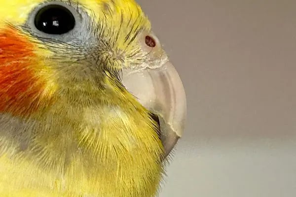 ALVİN 7/24 kedi-köpek ,kuş ve egzotik veteriner kliniği - Resim 8