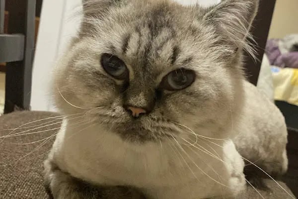 ALVİN 7/24 kedi-köpek ,kuş ve egzotik veteriner kliniği - Resim 19