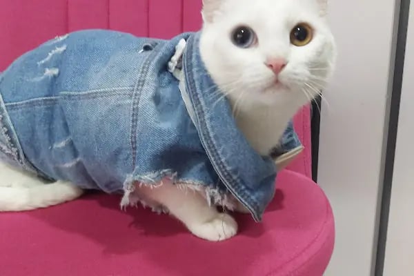 ALVİN 7/24 kedi-köpek ,kuş ve egzotik veteriner kliniği - Resim 12