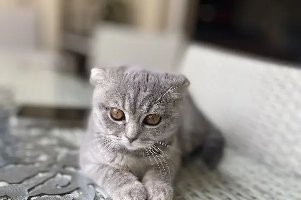 ALVİN 7/24 kedi-köpek ,kuş ve egzotik veteriner kliniği - Resim 5
