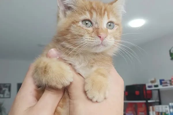 ALVİN 7/24 kedi-köpek ,kuş ve egzotik veteriner kliniği - Resim 14