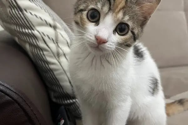 ALVİN 7/24 kedi-köpek ,kuş ve egzotik veteriner kliniği - Resim 13