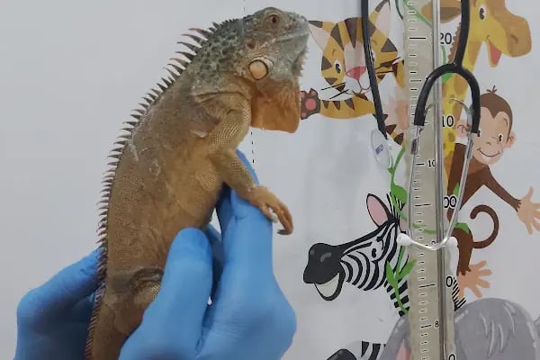 ALVİN 7/24 kedi-köpek ,kuş ve egzotik veteriner kliniği - Resim 9
