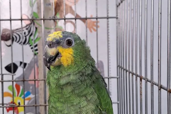 ALVİN 7/24 kedi-köpek ,kuş ve egzotik veteriner kliniği - Resim 6