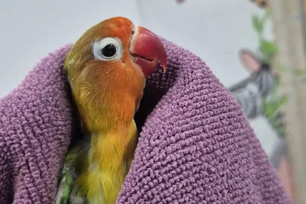ALVİN 7/24 kedi-köpek ,kuş ve egzotik veteriner kliniği - Resim 11
