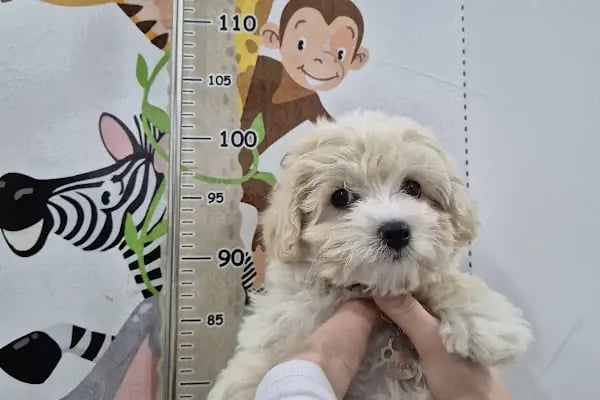 ALVİN 7/24 kedi-köpek ,kuş ve egzotik veteriner kliniği - Resim 15