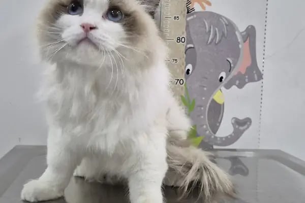 ALVİN 7/24 kedi-köpek ,kuş ve egzotik veteriner kliniği - Resim 2