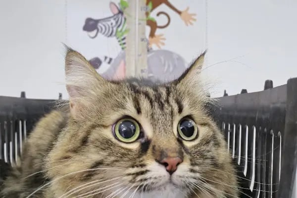 ALVİN 7/24 kedi-köpek ,kuş ve egzotik veteriner kliniği - Resim 10