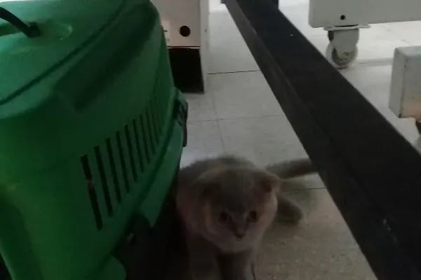 BAĞBAŞI VETERİNER KLİNİĞİ - Resim 8