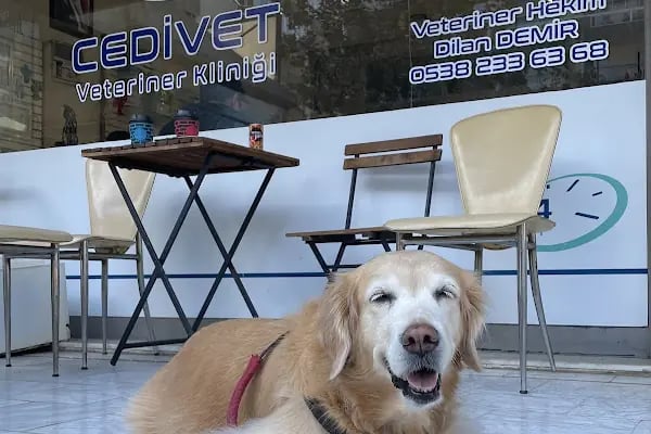CediVet Veteriner Kliniği - Resim 8