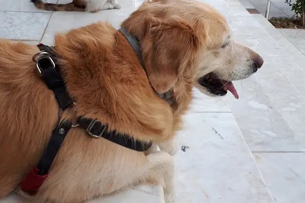 CediVet Veteriner Kliniği - Resim 13