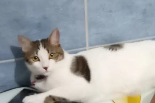 CediVet Veteriner Kliniği - Resim 10