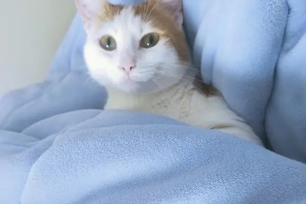 CediVet Veteriner Kliniği - Resim 4
