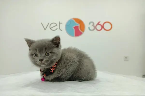 Vet360 Veteriner Kliniği Bornova - Resim 2