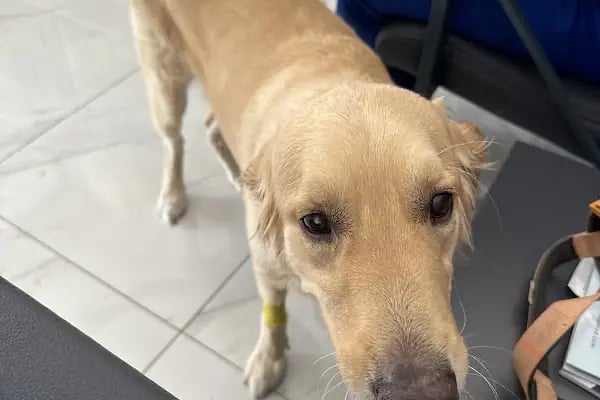 Vet360 Veteriner Kliniği Bornova - Resim 8