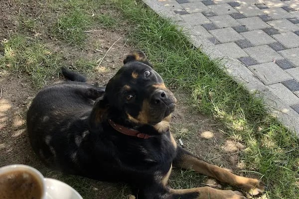Vet360 Veteriner Kliniği Bornova - Resim 5