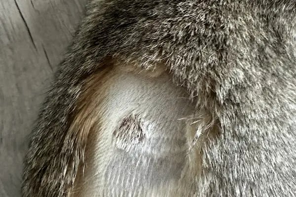 Vet360 Veteriner Kliniği Bornova - Resim 10