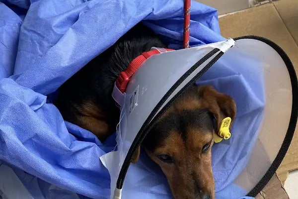 Vet360 Veteriner Kliniği Bornova - Resim 14
