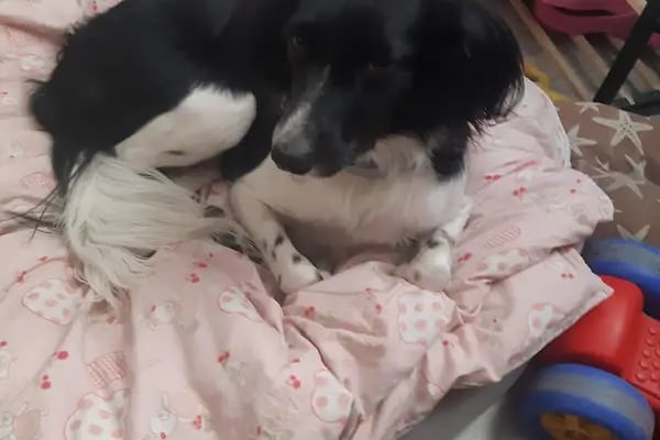 Vet360 Veteriner Kliniği Bornova - Resim 19