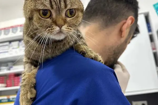 Vet360 Veteriner Kliniği Bornova - Resim 11