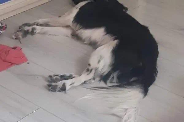 Vet360 Veteriner Kliniği Bornova - Resim 12