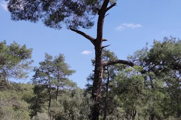 Güllük Dağı Termessos Milli Parkı - Resim 18