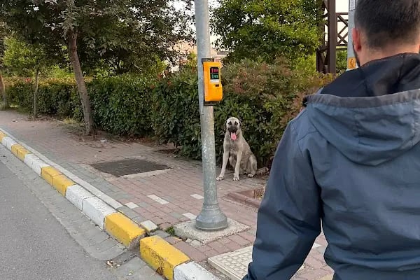 ÇAYIROVA BELEDİYESİ - Resim 18