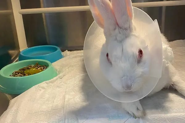 Vetpol Veteriner Kliniği - Resim 20