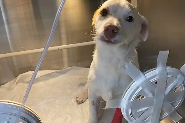 Vetpol Veteriner Kliniği - Resim 9
