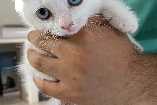 Vetpol Veteriner Kliniği - Resim 10