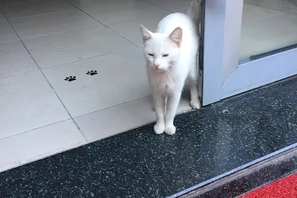 Vetpol Veteriner Kliniği - Resim 15