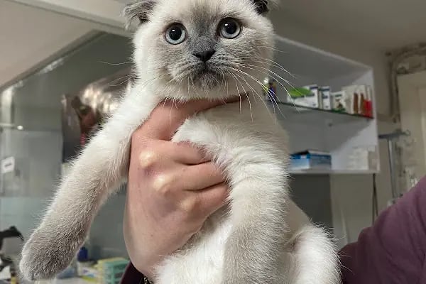 Vetpol Veteriner Kliniği - Resim 6