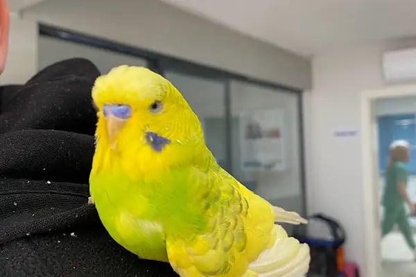 Vetpol Veteriner Kliniği - Resim 5