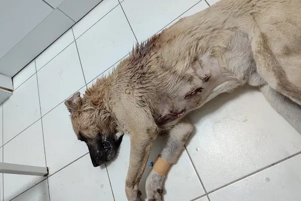 Azer Veteriner Kliniği - Resim 2
