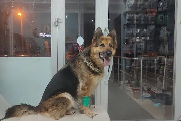 Azer Veteriner Kliniği - Resim 15