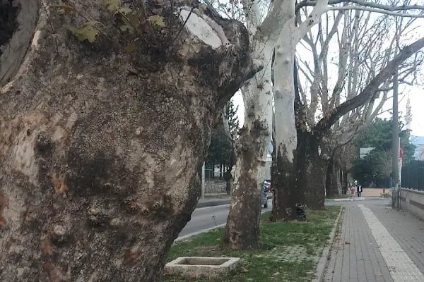 Aroma Bursa Meyve Suları ve Gıda Sanayii A.Ş. - Resim 16
