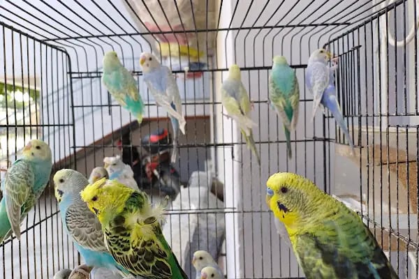 Evcil Dostlar Petshop - Resim 10