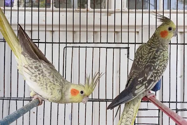 Evcil Dostlar Petshop - Resim 9
