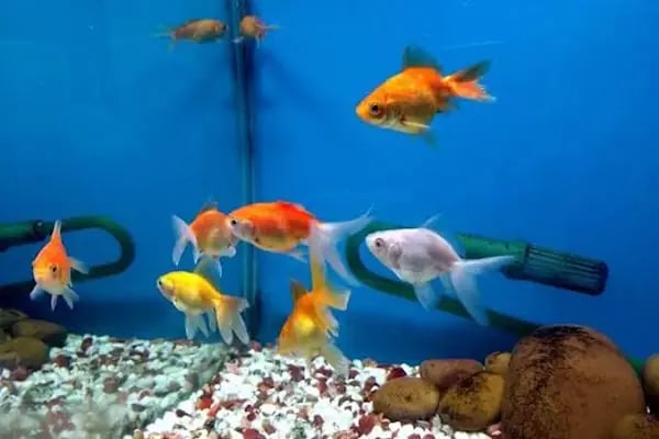Evcil Dostlar Petshop - Resim 8