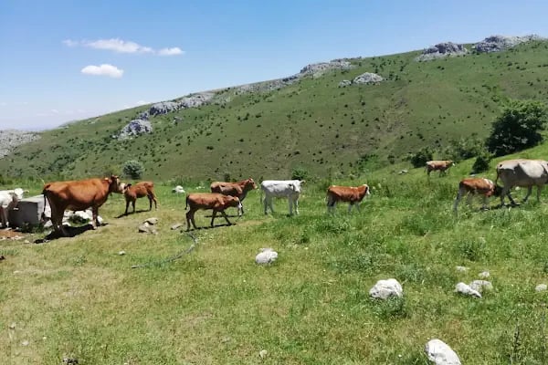 Ahmetradil Köyü Cami - Resim 2